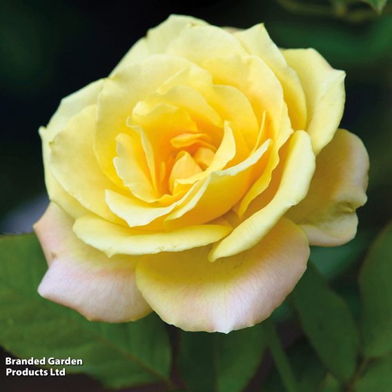 Rose '3-in-1' Collection (Climbing Rose)