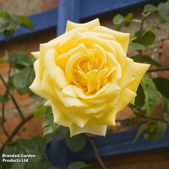 Rose 'Laura Ford' (Climbing Rose)
