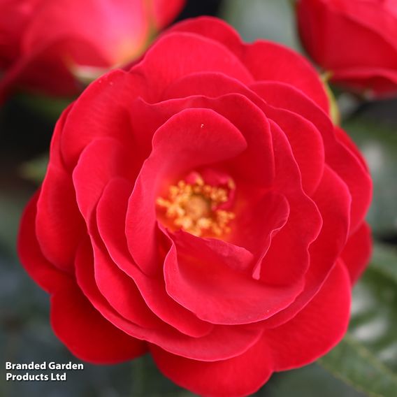 Rose 'Lots of Kisses' (Shrub Rose)