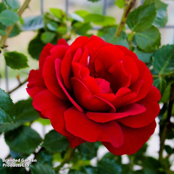 Rose '3-in-1' Collection (Climbing Rose)