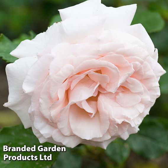 Rosa 'Madame Alfred Carriere' (Climbing Rose)