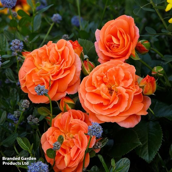 Rose 'Mango' (Floribunda)