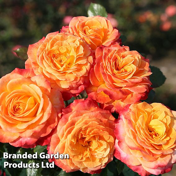 Rose 'Meteor' (Floribunda Rose)