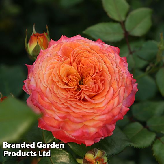 Rose 'Meteor' (Floribunda Rose)