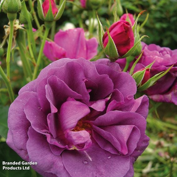 Rose 'Minerva' (Floribunda Rose)