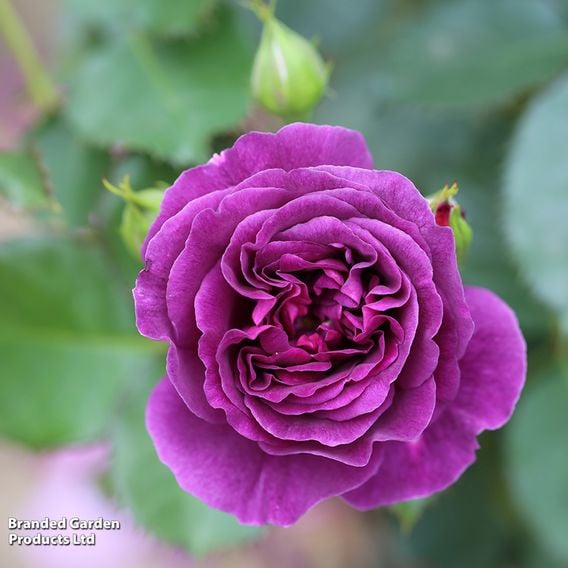 Rose 'Minerva' (Floribunda Rose)