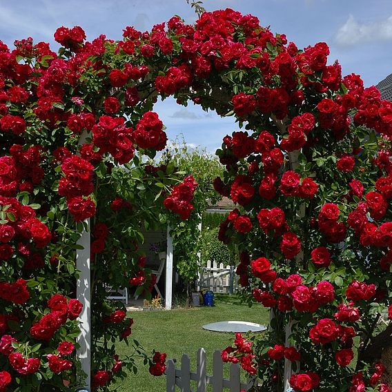 Rose 'Paul's Scarlet' (Climbing)