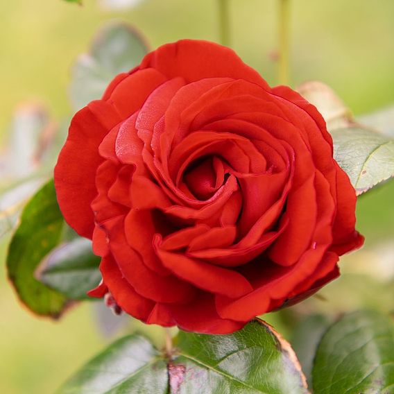 Rose 'Paul's Scarlet' (Climbing)