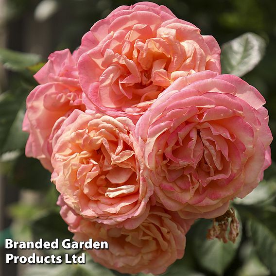 Rose 'Peach Melba' (Climbing)