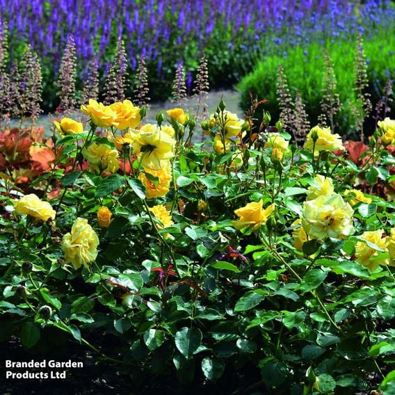 Rose 'Precious Gold' (Floribunda Rose)