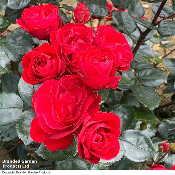 Rose 'Precious Ruby' (Floribunda Rose)