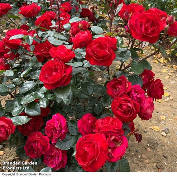 Rose 'Precious Ruby' (Floribunda Rose)