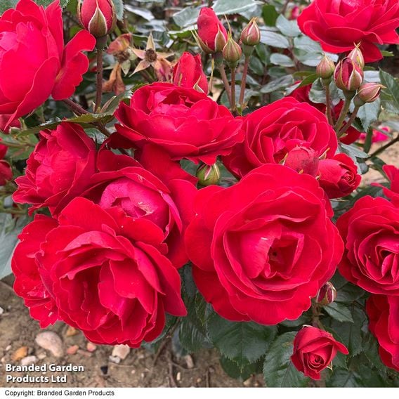 Rose 'Precious Ruby' (Floribunda Rose)