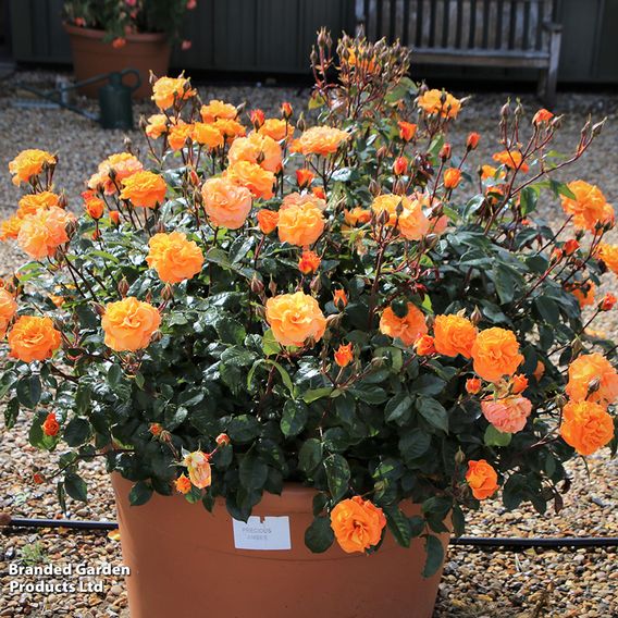 Rose 'Precious Amber' (Floribunda Rose)