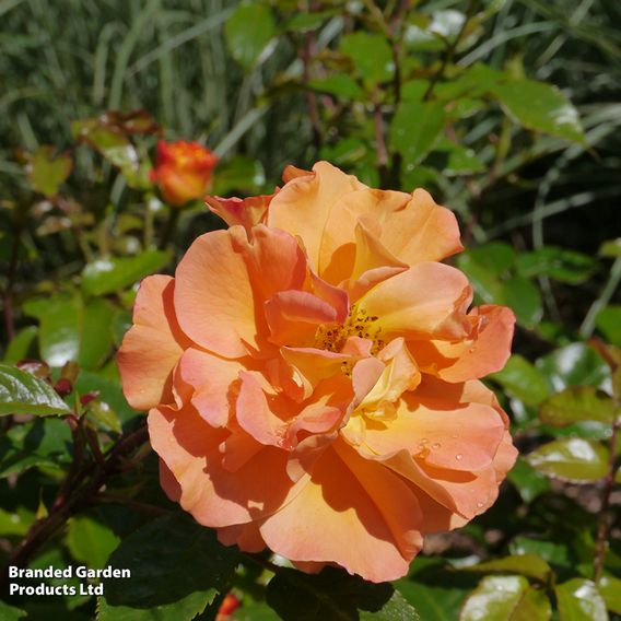 Rose 'Precious Amber' (Floribunda Rose)