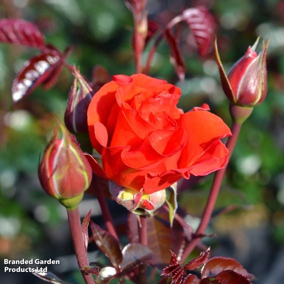 Rose 'Precious Day' (Floribunda Rose)