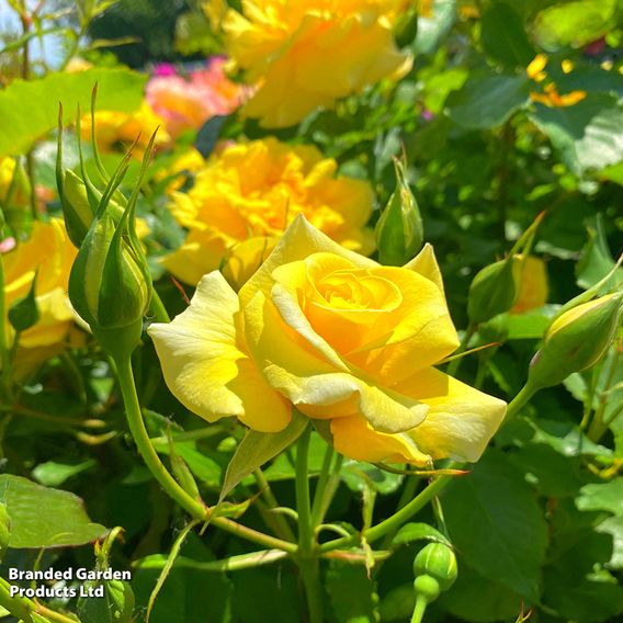 Summer Plant & Bulb Bundle