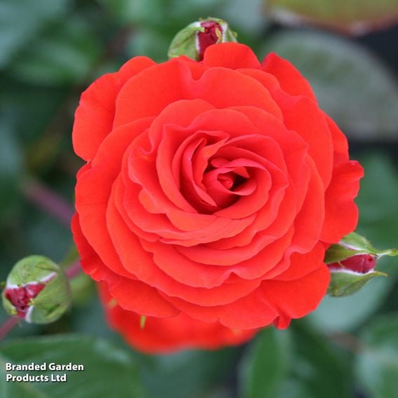 Rose 'Precious Love' (Floribunda Rose)