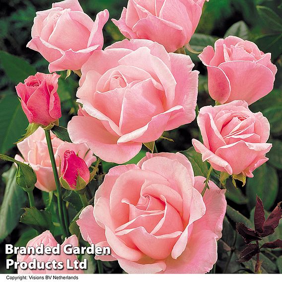 Rose 'Queen Elizabeth' (Floribunda Rose)