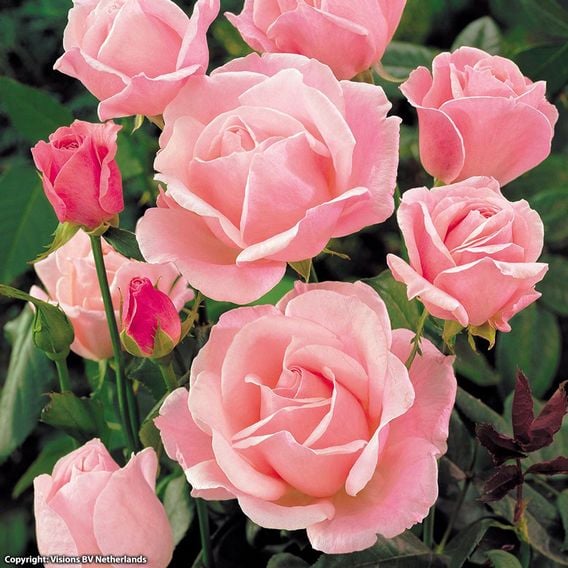Rose 'Queen Elizabeth' (Floribunda Rose)