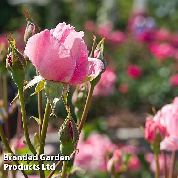 Rose 'Queen Elizabeth'