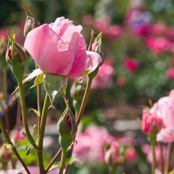 Rose 'Queen Elizabeth' (Floribunda Rose)