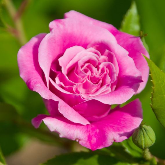 Rose 'Queen Elizabeth' (Floribunda Rose)