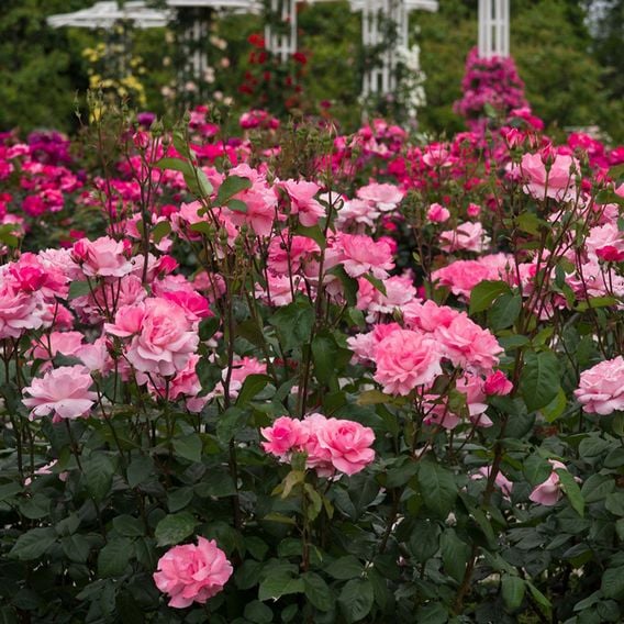 Rose 'Queen Elizabeth' (Floribunda Rose)