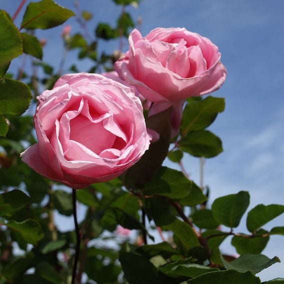 Rose 'Queen Elizabeth' (Floribunda Rose)