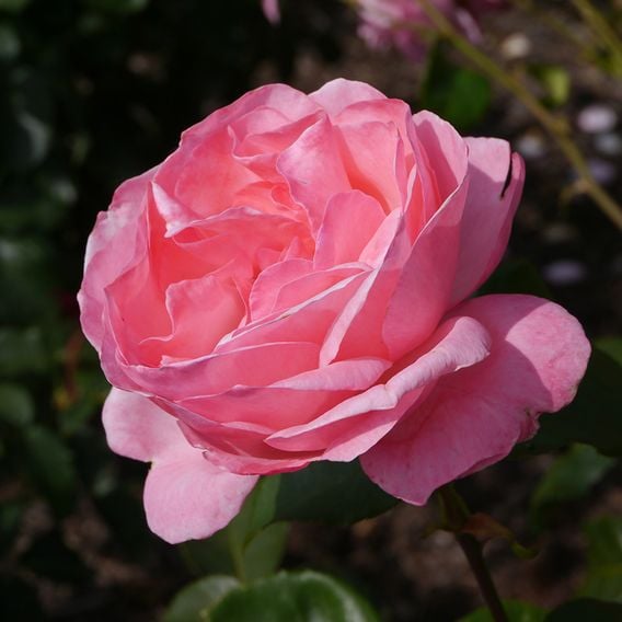 Rose 'Queen Elizabeth' (Floribunda Rose)