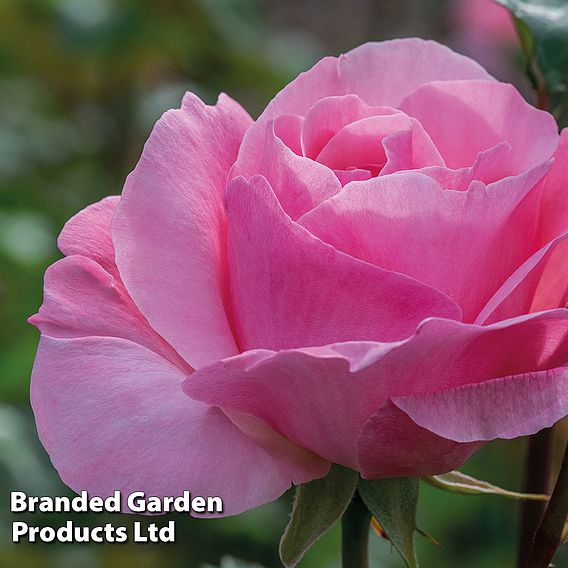 Rose 'Queen Elizabeth'