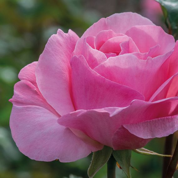 Rose 'Queen Elizabeth' (Floribunda Rose)