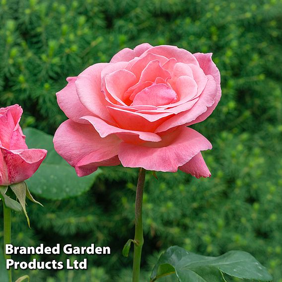 Rose 'Queen Elizabeth' (Floribunda Rose)