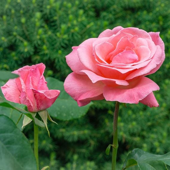 Rose 'Queen Elizabeth' (Floribunda Rose)