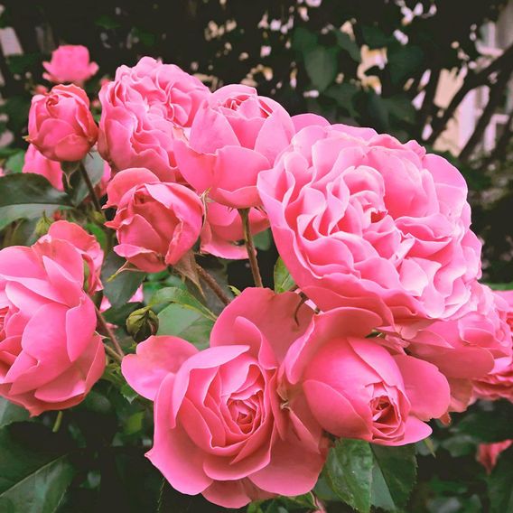 Rose 'Queen Elizabeth' (Floribunda Rose)