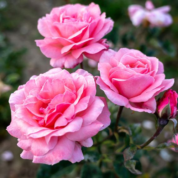 Rose 'Queen Elizabeth' (Floribunda Rose)