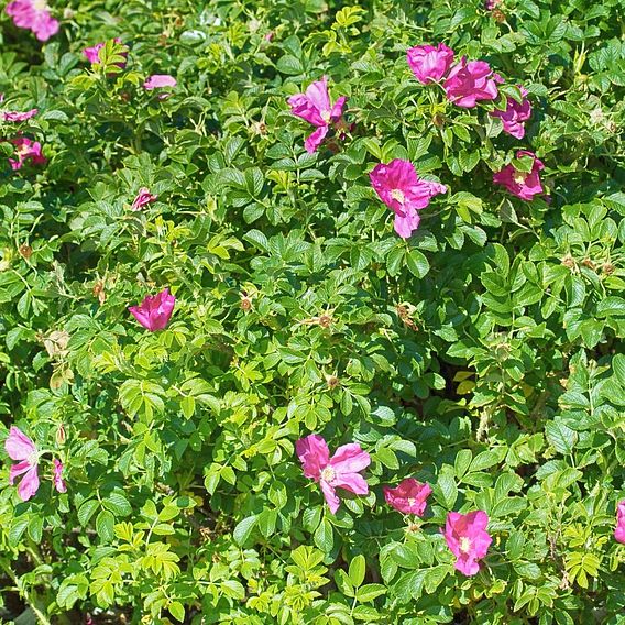 Ramanas Rose (Hedging)