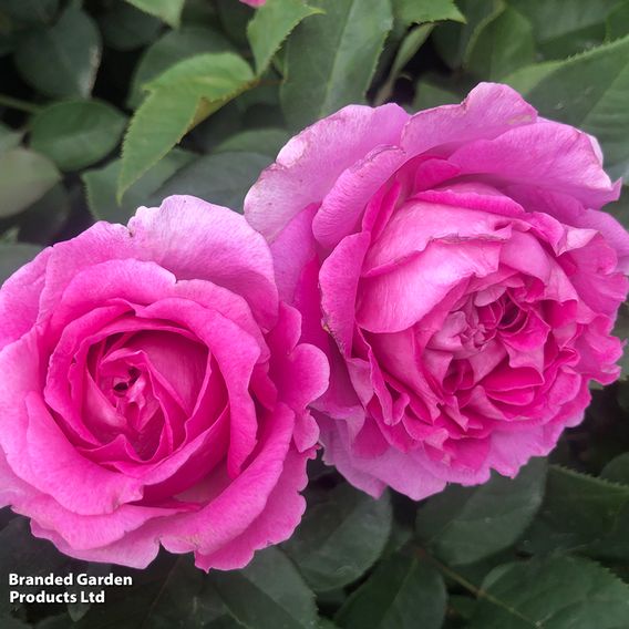 Rose 'Raspberry Cupcake' (Hybrid Tea)