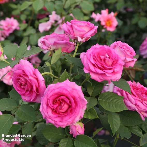 Rose 'Raspberry Cupcake' (Hybrid Tea)
