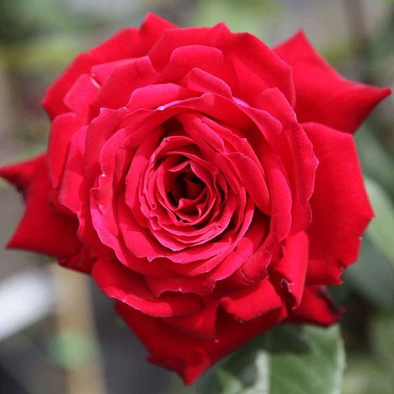 Rose Ruby Wedding (Hybrid Tea Rose)