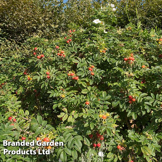 White Ramanas Rose (Hedging)