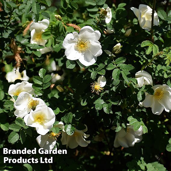 White Ramanas Rose (Hedging)