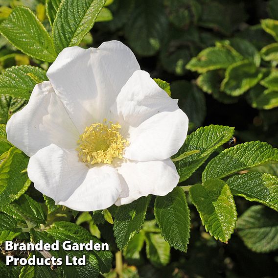 White Ramanas Rose (Hedging)