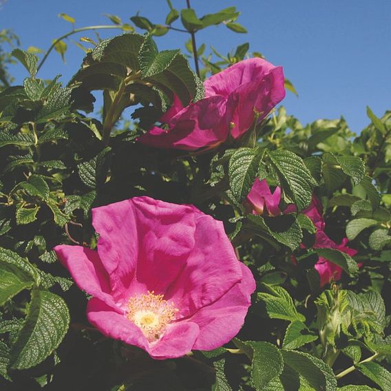 Ramanas Rose (Hedging)