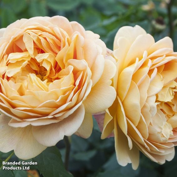 Rose 'Scented Double Gold'