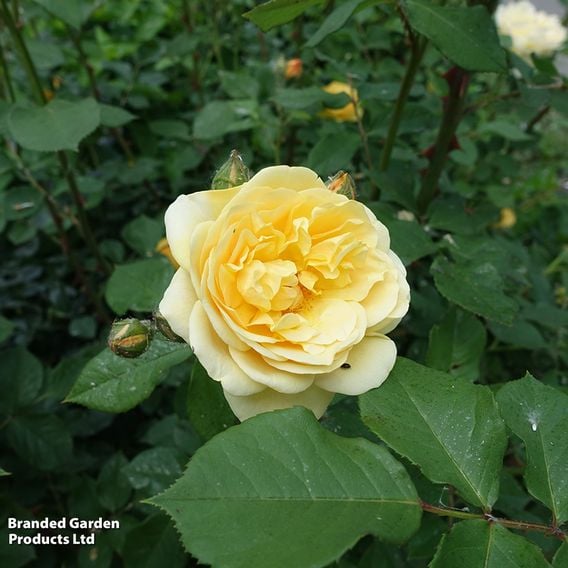 Rose 'Scented Double Gold'