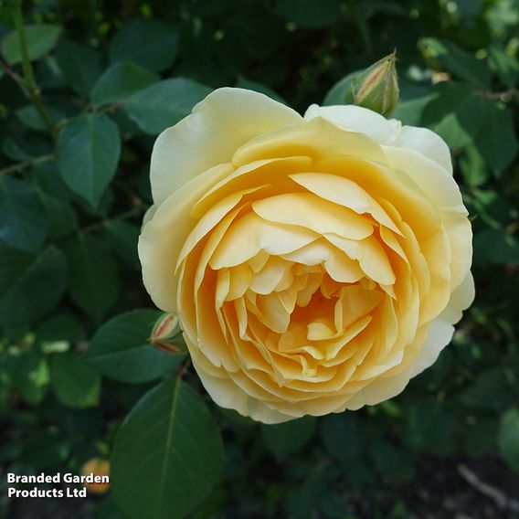 Rose 'Scented Double Gold'