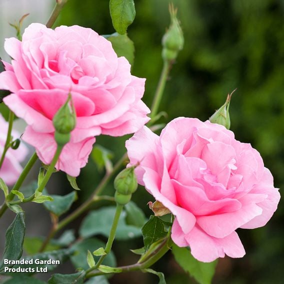 Rose 'Scented Double Pink'