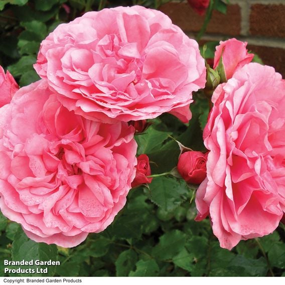 Rose 'Scented Double Pink'
