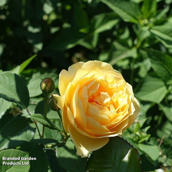 Rose 'Scented Double Gold'